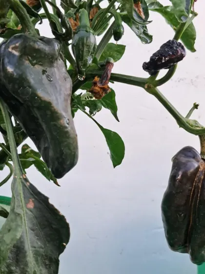 These are a variety of green chillies that turn dark, almost black, as they ripen. Perfect for adding spice to your food, straight from your garden.