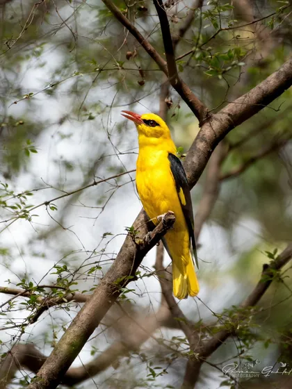 A full-length shot of the bright yellow Indian Golden Oriole.