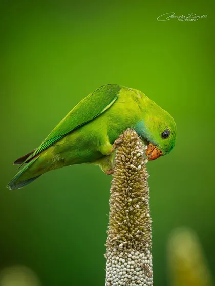 A close-up of a Vernal Hanging Parrot feeding, showing the details of the pearl millet and the bird's focused expression.