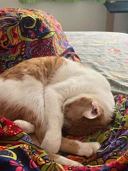 Puttu found the most colorful spot in the house for her nap.