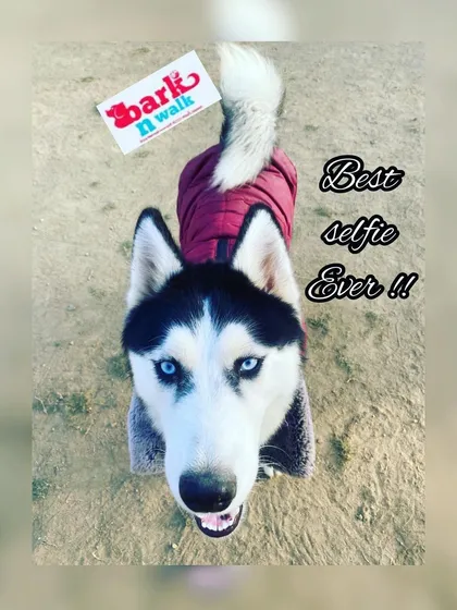 Meet the stunning Tara, one of our happy husky guests. Her bright blue eyes and even brighter smile say it all. We welcome dogs of all breeds and sizes to our boarding family.