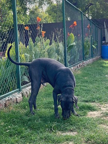 A Great Dane sniffing peacefully in his own secure area. For dogs that need solitude, we provide dedicated spaces where they can relax without the stress of interacting with other dogs.