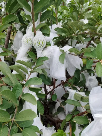An entire guava tree with fruits individually wrapped. This meticulous approach is key to commercial success with high-value fruits.