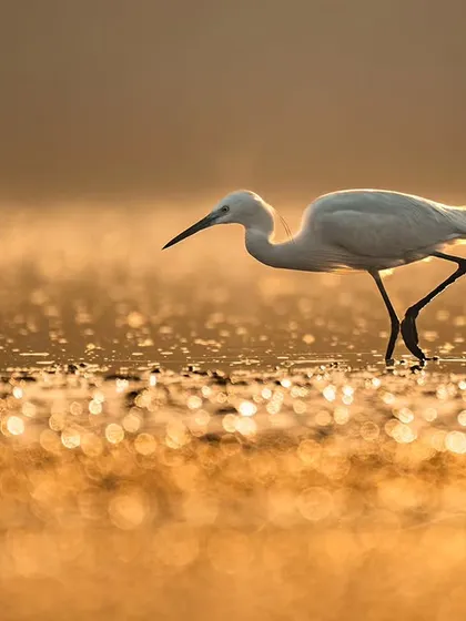 A solitary egret strides through the water during the golden hour. The shimmering light on the water's surface creates a beautiful, sparkling landscape for this elegant bird.