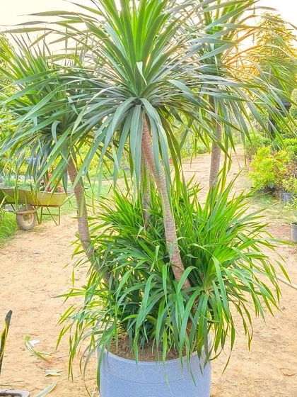 A multi-branched Dracaena Draco. This plant has a great architectural shape and is very forgiving, making it a popular choice for offices and homes.