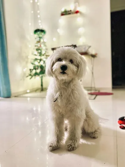 Meet Ollie, a fluffy white dog posing beautifully in a festively lit room. He's a bundle of joy and a great example of a happy, well-adjusted pet.