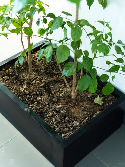 Commercial Greenery Solutions photo 14