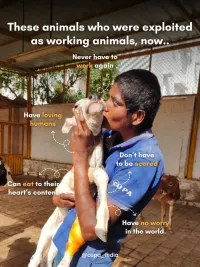 Large Animal Sanctuary & Rehabilitation