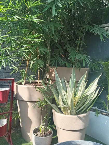 A grouping of large planters at the Ghitorni farm, featuring bamboo and variegated agave. I often group plants with different heights and textures to create visually interesting compositions.