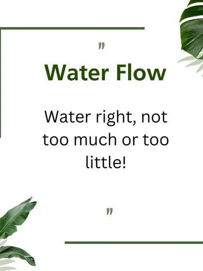 Our "Water Flow" tip graphic reminds clients that watering correctly is crucial. We provide guidance and services to ensure your plants get just the right amount.