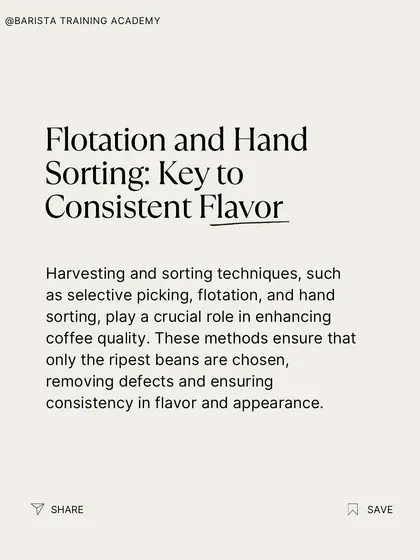 An infographic explaining why flotation and hand-sorting are key to consistent flavor. These methods remove defects and ensure uniformity.