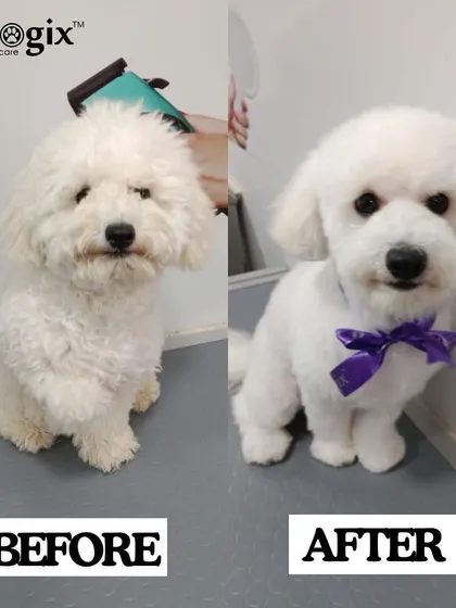 Weekend ready. This poodle's transformation is a great example of our breed-specific grooming skills, resulting in a perfect, fluffy finish.