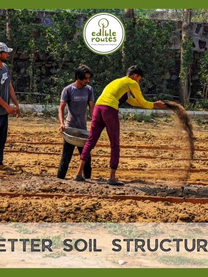 Raised beds provide well-aerated, loose soil that improves the structure and allows roots to grow freely, leading to healthier plants.