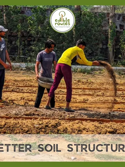 Raised beds provide a better soil structure. The loose, well-aerated soil allows roots to grow freely, leading to healthier and more productive plants. Here, our team is adding a layer of fine soil to finish the bed.