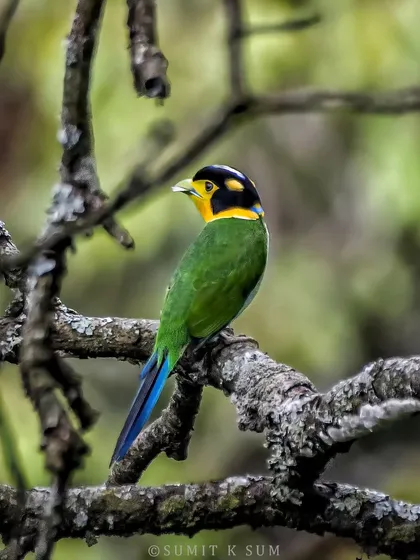 The Long-tailed Broadbill, a difficult-to-photograph gem of the lower Himalayas. Its unique helmet-like head and vibrant colours make the effort worthwhile.