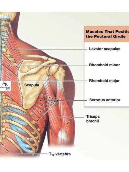 This diagram shows the muscles of the pectoral girdle, including the rhomboids and serratus anterior. These muscles position your shoulder blade and are vital for preventing rounded shoulders and upper back pain.