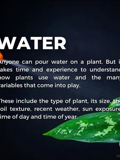 Treemendous - Interior & Exterior Plantscaping Plant Care Guides & Tips photo 11