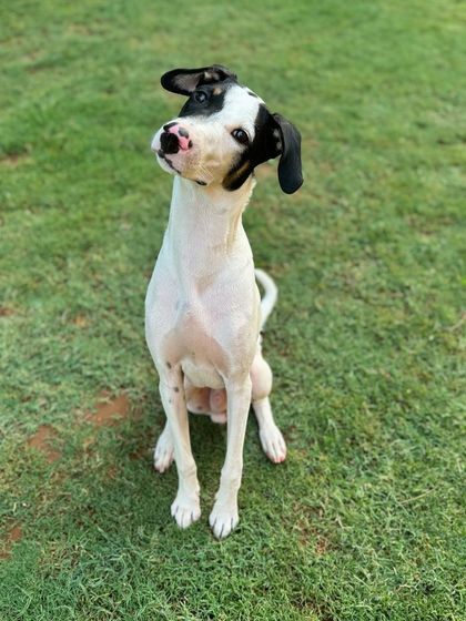 That classic head tilt! Tintin is a curious and smart boy.
