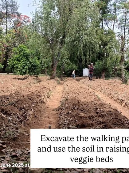 We then excavate the walking paths and use that soil to build up the height of the veggie beds, a clever technique that creates drainage and improves soil depth.