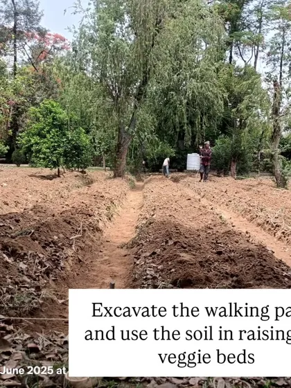We then excavate the walking paths and use that very soil to build up the height of the veggie beds. This is a simple, no-waste technique that improves drainage and soil depth.