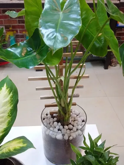An Alocasia plant in a glass pot with white pebbles. Its large, arrow-shaped leaves give it a dramatic, tropical look.