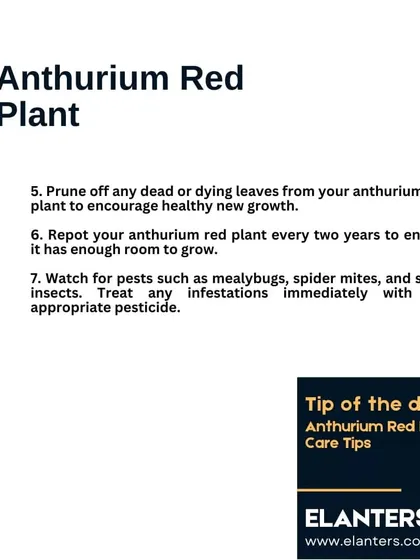 Anthurium Care Part 2: Prune off any dying leaves to encourage new growth. I recommend repotting every two years and keeping an eye out for common pests.