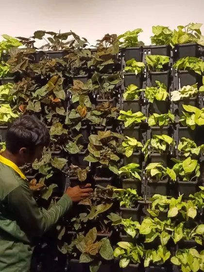 A vertical garden, or 'living wall', is a fantastic way to bring greenery into a small space. Here, you can see me carefully placing plants into a modular vertical frame, creating a beautiful pattern with different leaf textures and colors.