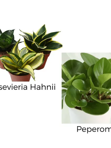 For smaller spaces, we recommend the compact Sansevieria Hahnii, also known as the Bird's Nest Snake Plant, and the lush, round-leafed Peperomia. Both are excellent low-light tolerant plants.