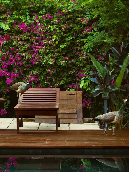 You are never alone with nature here. It is not uncommon to share a quiet morning by the pool with our resident peacocks, a gentle reminder of the wild beauty that surrounds us.