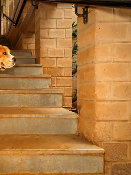 A peek-a-boo shot from the stairwell series. Scamp’s curiosity is one of his most defining traits, and I love capturing it from unique angles.
