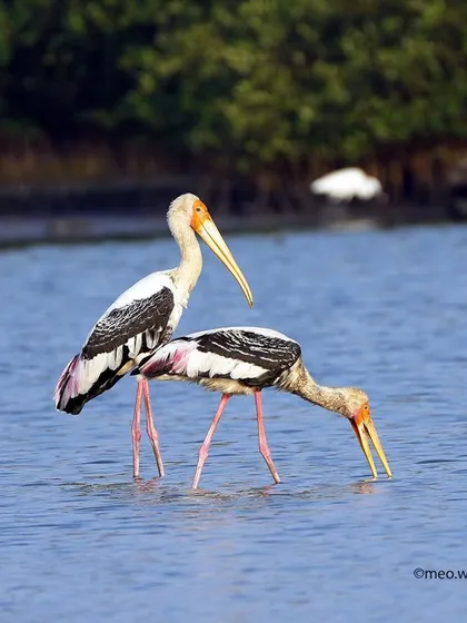 A pair of Painted Storks foraging for food together. One stands guard while the other dips its beak into the water, showcasing their cooperative nature in the rich wetland habitat.