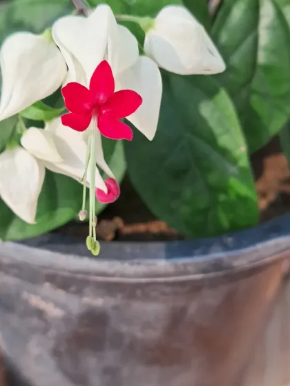 Bhardwaj - Urban Gardening Consultation A Riot of Colorful Flowers photo 55