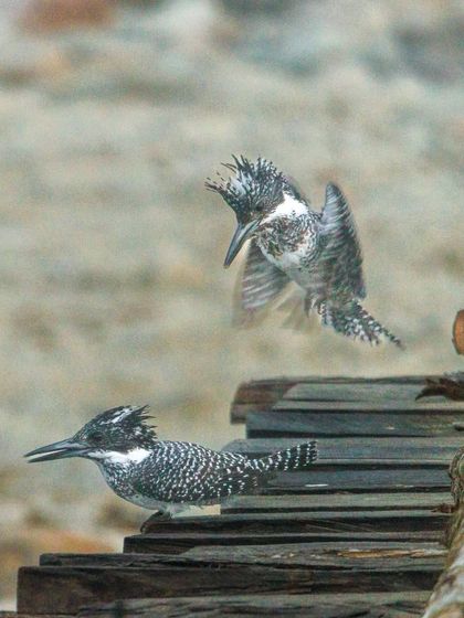 A Crested Kingfisher pair interaction, capturing the split-second moments of their courtship behavior. Such sequences are a testament to the patience required in wildlife photography.