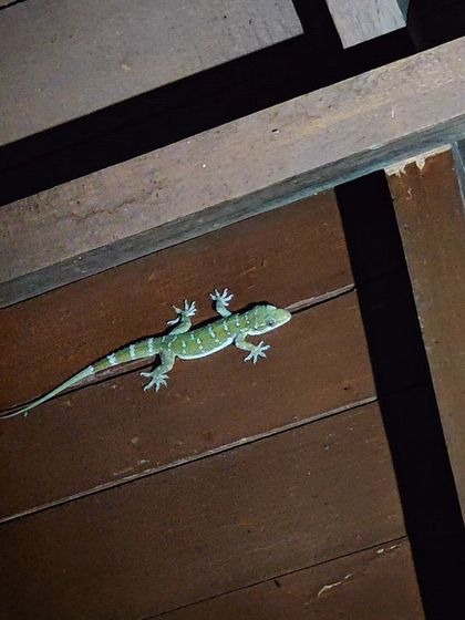 A gecko on the wooden ceiling of a cottage, an example of finding photo opportunities everywhere.