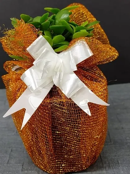 For a touch of elegance, we offer gift wrapping options like this shimmering orange netting with a white bow. This presentation elevates a simple plant into a special and festive gift.