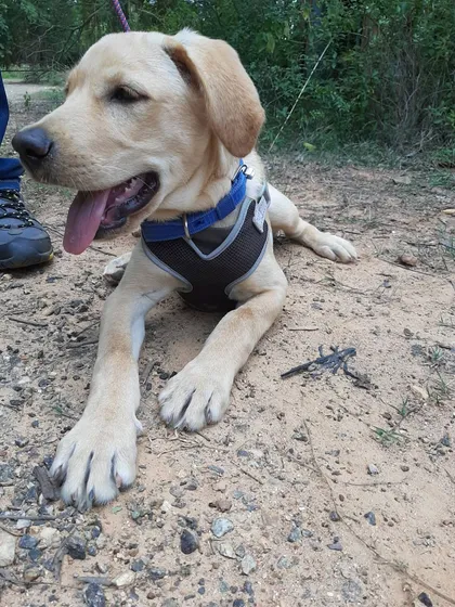 This sweet Labrador is ready for his close-up during a break in our outdoor training session.