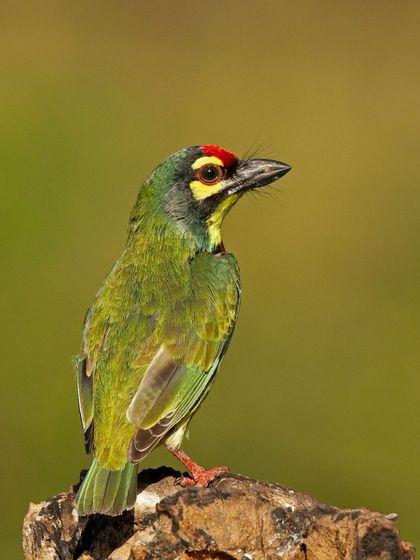 A Coppersmith Barbet, named for its metronomic, metallic call that sounds like a coppersmith at work.