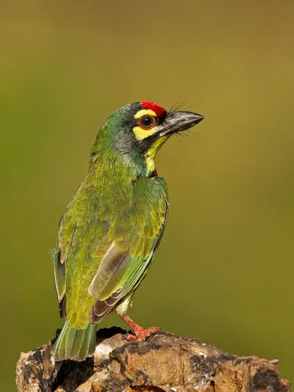 A Coppersmith Barbet, named for its metronomic, metallic call that sounds like a coppersmith hammering.