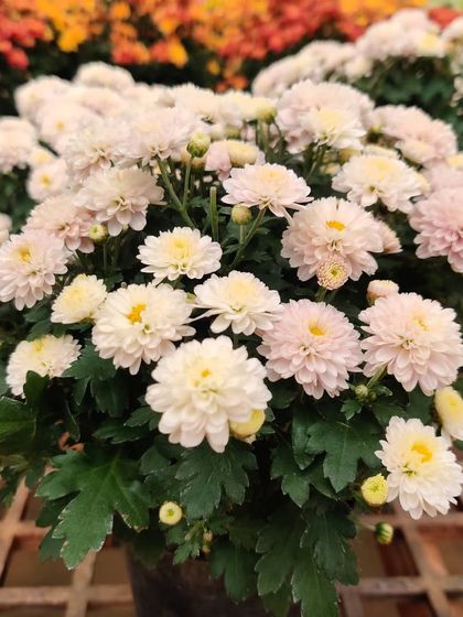 For a softer look, I have these lovely white Chrysanthemums with just a hint of pink. They look elegant and are perfect for creating a calm, peaceful atmosphere.