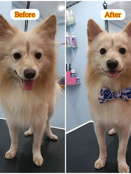 Mamppi Deb - Pet Grooming & Styling Complete Makeovers: Before & After photo 28