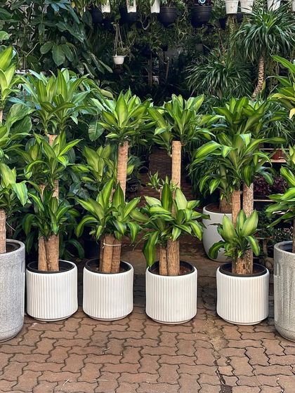 Our Nursery & Bulk Orders photo 11