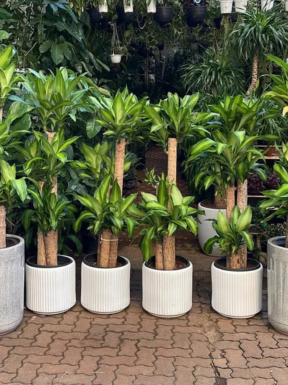 Our Mass Corn Plants are getting ready to be shipped. This shows how a row of identical plants in modern, textured planters can create a powerful and uniform design element for a home or office.