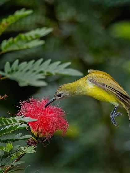 A Little Spiderhunter hovering at a flower, a behavior similar to hummingbirds.