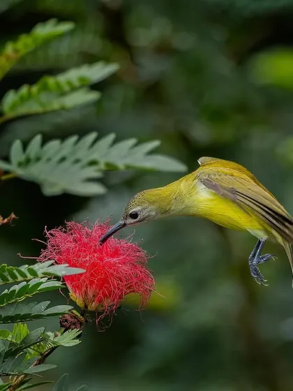 A Little Spiderhunter hovers at a red powder-puff flower. These birds are relatives of sunbirds and share a similar diet and feeding style.