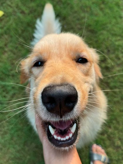 A big, cheesy grin from a happy Golden Retriever. This is pure joy.