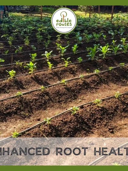 The loose, deep soil in raised beds promotes enhanced root health, reducing the risk of compacted roots and allowing for more extensive growth.