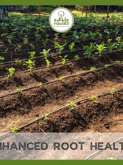 The loose, deep soil in raised beds promotes enhanced root health. Strong, deep roots can access more nutrients and water, resulting in vigorous plant growth and better resilience.