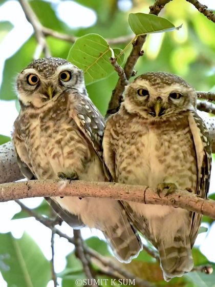 A pair of Spotted Owlets huddled together on a branch. Their expressions, one curious and one sleepy, tell a charming story of companionship.