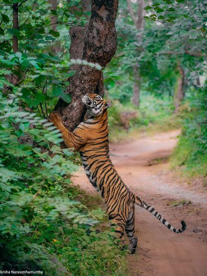 A young Noorie scent-marking a tree, an early sign of her ambition to take over her mother's territory. Watching these power dynamics unfold is fascinating.