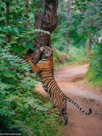 A young Noorie scent-marking a tree, an early sign of her ambition to take over her mother's territory. Watching these power dynamics unfold is fascinating.